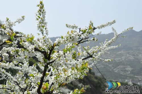 阳春三月泸州叙永：春暖花开季&nbsp;旅游踏青时