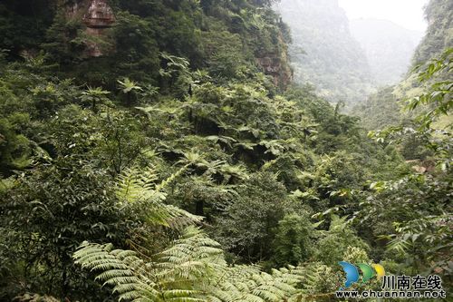 泸州叙永:春暖花开季 旅游踏青时(图5) 泸州叙永:春暖花开季 旅游踏青时(图5)
