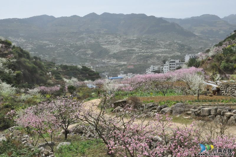 泸州叙永:春暖花开季 旅游踏青时(图1) 泸州叙永:春暖花开季 旅游踏青时(图1)