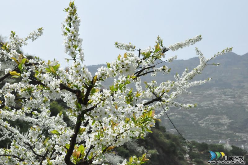 泸州叙永:春暖花开季 旅游踏青时(图2) 泸州叙永:春暖花开季 旅游踏青时(图2)