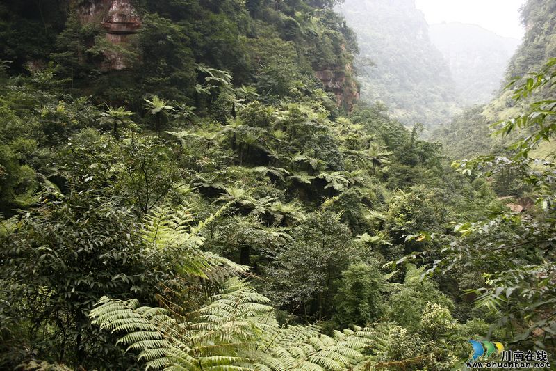 泸州叙永:春暖花开季 旅游踏青时(图5) 泸州叙永:春暖花开季 旅游踏青时(图5)