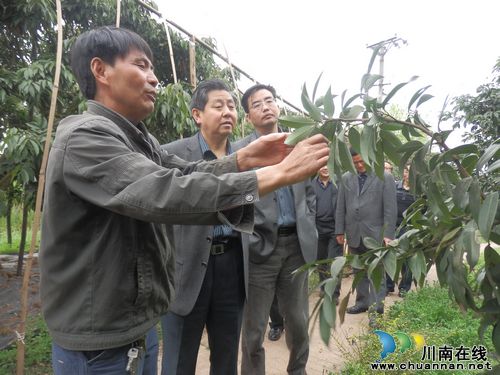 合江土地坝荔枝专业合作社申报省级示范农民合作组织(图2)