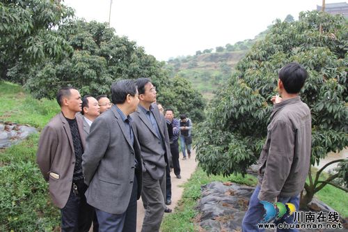 合江土地坝荔枝专业合作社申报省级示范农民合作组织