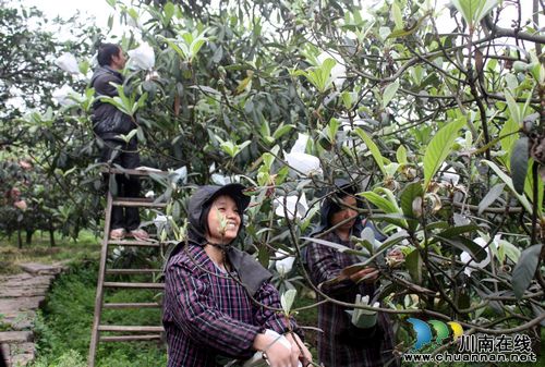 天仙镇:“土专家”林间指导,枇杷果农套袋忙(图1) 天仙镇:“土专家”林间指导,枇杷果农套袋忙(图1)