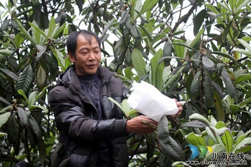 天仙镇：“土专家”林间指导，枇杷果农套袋忙