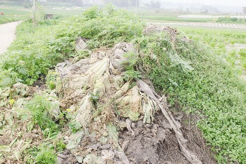 市场观察宜宾：滞销的菜坝&nbsp;淡定的农民？