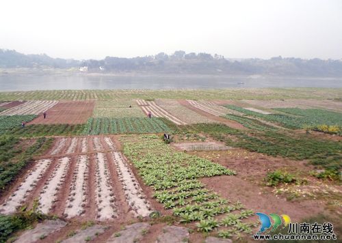 合江白米乡:流转土地种菜 千亩河滩掘金(图1) 合江白米乡:流转土地种菜 千亩河滩掘金(图1)