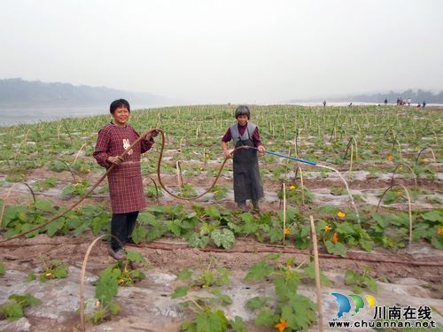 合江白米乡：流转土地种菜&nbsp;千亩河滩掘金