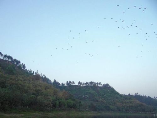 内江隆昌昨日地震 震前1分钟白鹭突然飞上天(图1) 内江隆昌昨日地震 震前1分钟白鹭突然飞上天(图1)