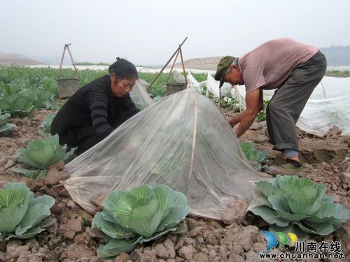 大渡口镇:采取措施做好当前蔬菜抗旱管理(图3) 大渡口镇:采取措施做好当前蔬菜抗旱管理(图3)