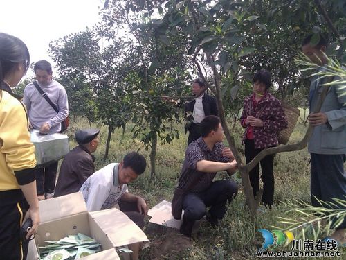 泸县利用生物防控甜橙红黃蜘蛛(图1)