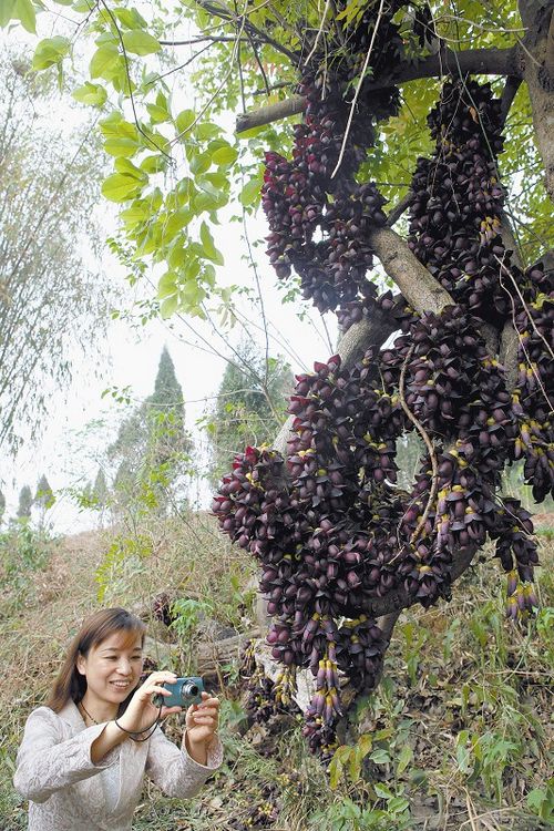 内江百岁禾雀花盛开(图1) 内江百岁禾雀花盛开(图1)