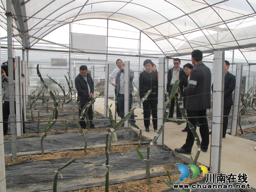 省农业厅常务副厅长到泸州龙马潭区特兴镇调研(图2) 省农业厅常务副厅长到泸州龙马潭区特兴镇调研(图2)