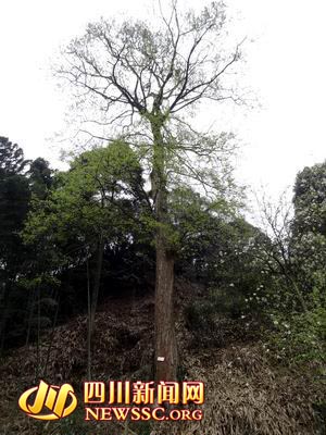 四川宜宾300年无名古树亟待专家验明“真身”(图1) 四川宜宾300年无名古树亟待专家验明“真身”(图1)