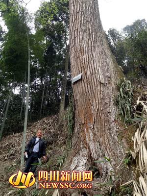 四川宜宾300年无名古树亟待专家验明“真身”(图2) 四川宜宾300年无名古树亟待专家验明“真身”(图2)