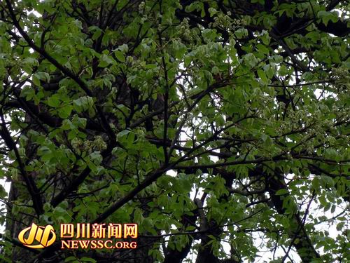 四川宜宾300年无名古树亟待专家验明“真身”(图3) 四川宜宾300年无名古树亟待专家验明“真身”(图3)