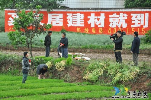 四川电视台现场直播泸县抢栽水稻情况(图3)
