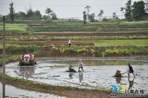四川电视台现场直播泸县抢栽水稻情况(图1)