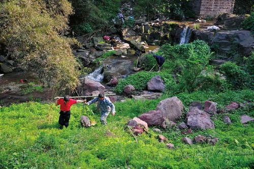 泸州杨桥下10只死猪现河中&nbsp;昨日已进行处理(图1)
