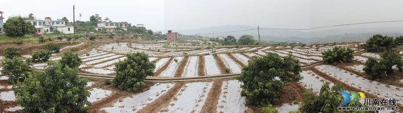 合江：小辣椒种出大效益(图1)