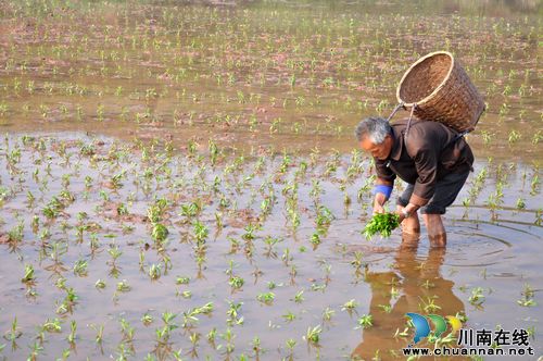 云锦镇:赶黄草种植技术指导到田间(图3) 云锦镇:赶黄草种植技术指导到田间(图3)