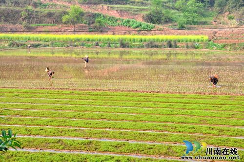 云锦镇:赶黄草种植技术指导到田间(图2) 云锦镇:赶黄草种植技术指导到田间(图2)
