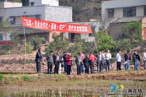 云锦镇:赶黄草种植技术指导到田间(图1) 云锦镇:赶黄草种植技术指导到田间(图1)