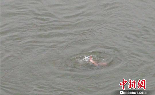 泸州21岁跑酷爱好者跳下40米沱江大桥失踪(图2)