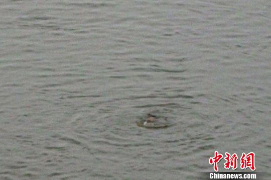 泸州21岁跑酷爱好者跳下40米沱江大桥失踪(图3)