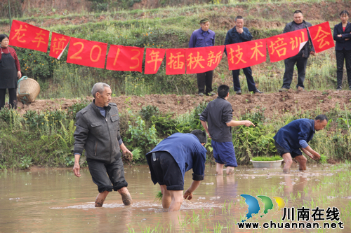 龙车镇：插秧新技术助力农民增收