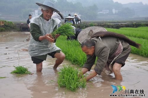 泸州：迎及时雨缓解旱情&nbsp;农民抢抓时机忙插秧
