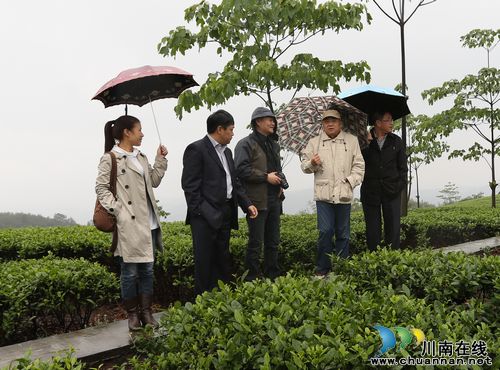 建言献策著名作家邓贤把脉纳溪特早茶文化(图1) 建言献策著名作家邓贤把脉纳溪特早茶文化(图1)
