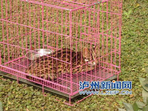 泸州古蔺解救豹猫 央视新闻频道花2分钟报道(图2) 泸州古蔺解救豹猫 央视新闻频道花2分钟报道(图2)