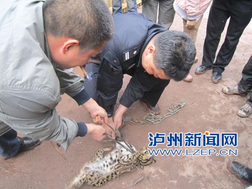 泸州古蔺解救豹猫 央视新闻频道花2分钟报道(图1) 泸州古蔺解救豹猫 央视新闻频道花2分钟报道(图1)