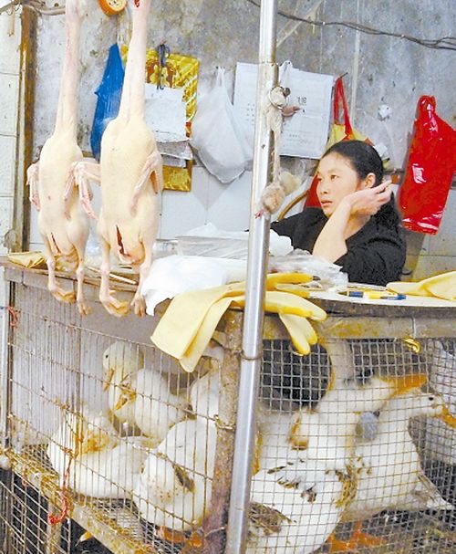 直面H7N9禽流感 宜宾有关部门已展开防疫措施(图1) 直面H7N9禽流感 宜宾有关部门已展开防疫措施(图1)