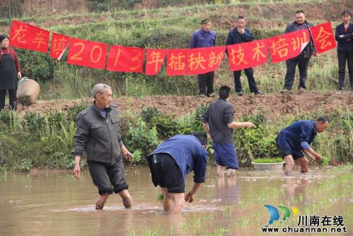 龙车镇：示范培训，推进水稻种植科学化
