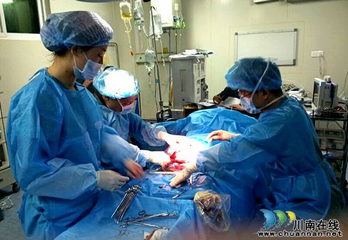 手术台上的天使(图1)