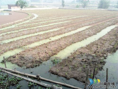 毗卢镇：稻田养龙虾&nbsp;粮食经济双丰收(图1)