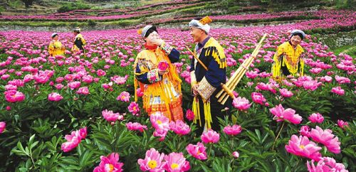 泸州古蔺:种出千亩芍药 引得日企出高价收购(图2) 泸州古蔺:种出千亩芍药 引得日企出高价收购(图2)