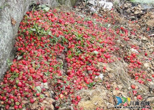 泸州:连日阴雨 待售草莓烂了近七成(图1) 泸州:连日阴雨 待售草莓烂了近七成(图1)