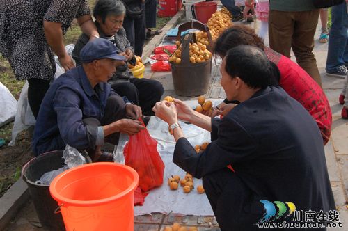 泸州纳溪:天仙枇杷初上市&nbsp;品尝"金果"正当时(图4)
