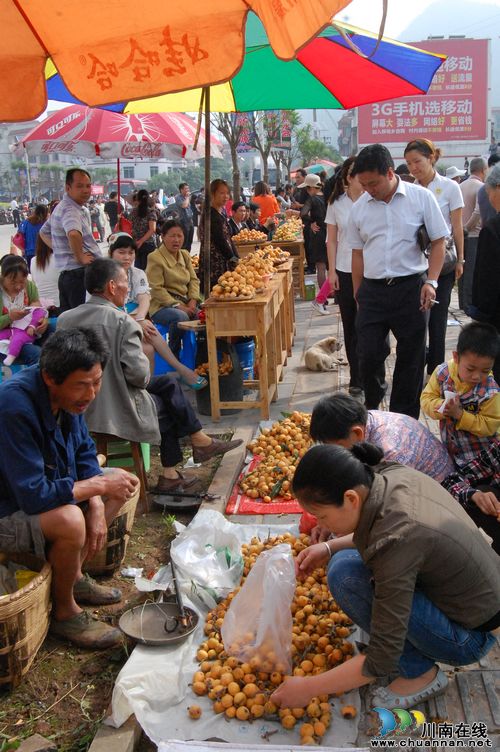 泸州纳溪:天仙枇杷初上市&nbsp;品尝"金果"正当时(图2)