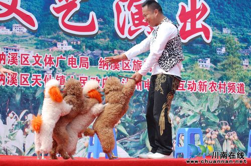 泸州纳溪:天仙枇杷初上市&nbsp;品尝"金果"正当时(图9)