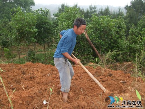 毗卢镇：身残志坚&nbsp;种植业主大显身手(图1)