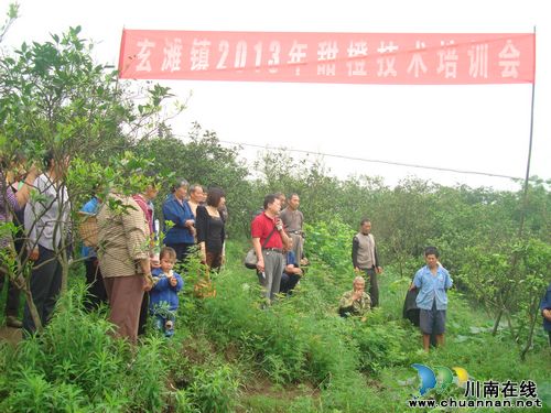 泸县开展柑橘密植园改造(图1)