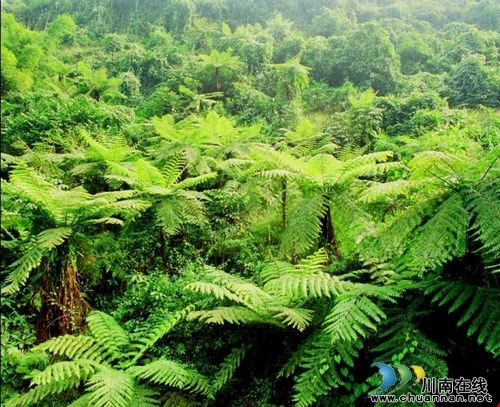 会当凌绝顶，一览众山小——游叙永水尾镇鸡罩山记(图4)