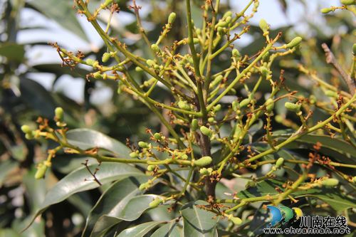 泸州：合江荔枝今年产量有望达1300万公斤(图2)