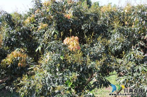 泸州：合江荔枝今年产量有望达1300万公斤(图1)