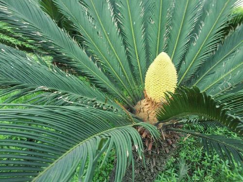 商量过？&nbsp;宜宾40余株铁树集体开花(图1)