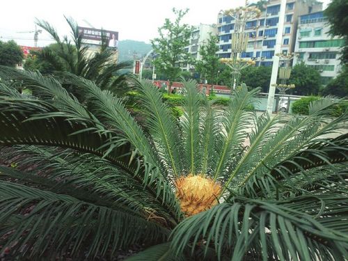 商量过？&nbsp;宜宾40余株铁树集体开花(图2)